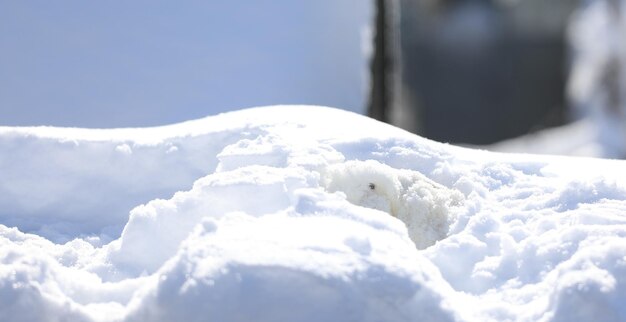 piccolo coniglio bianco divertente nella neve