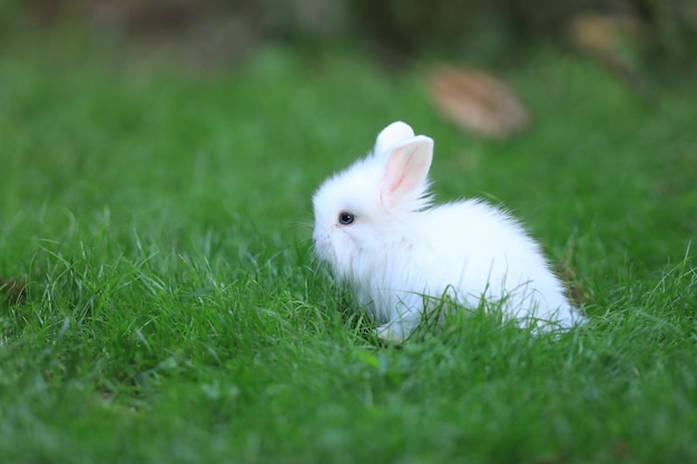 piccolo coniglio bianco in un campo verde