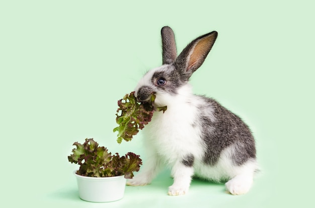 Piccolo coniglio del bambino che mangia verdure fresche, foglie di lattuga.