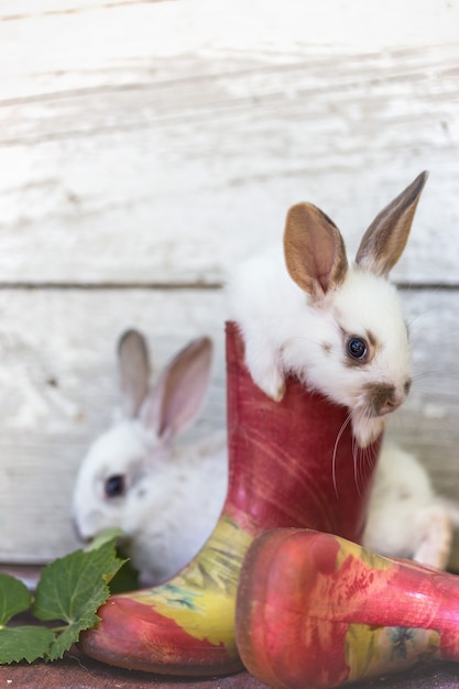 Piccolo coniglio e stivali di gomma in giardino. Estate