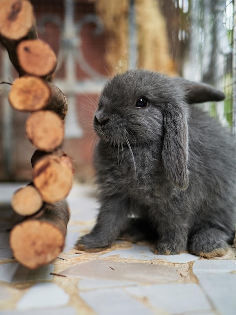 Piccolo coniglio grigio carino seduto su un balcone animale domestico primo piano raccolto pasquale o autunnale