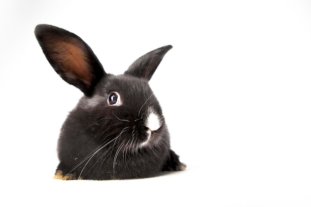 Piccolo coniglio lanuginoso nero con naso bianco