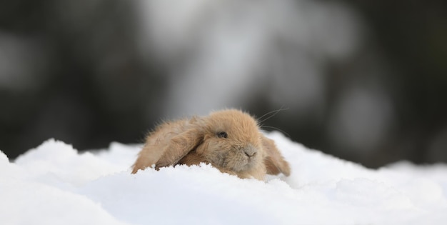 piccolo coniglio marrone in inverno