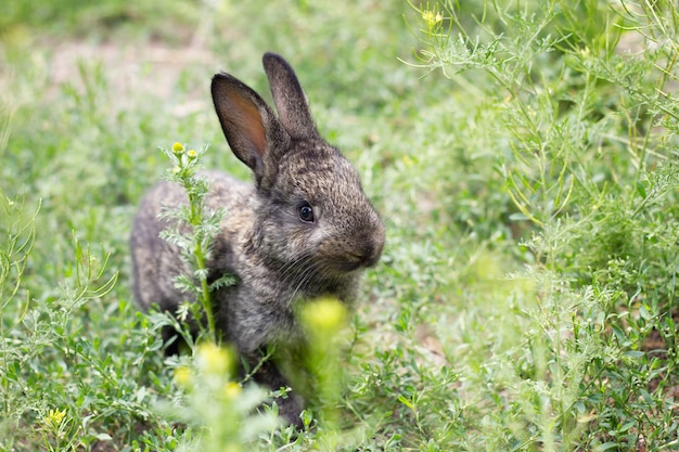 Piccolo coniglio nero in erba verde