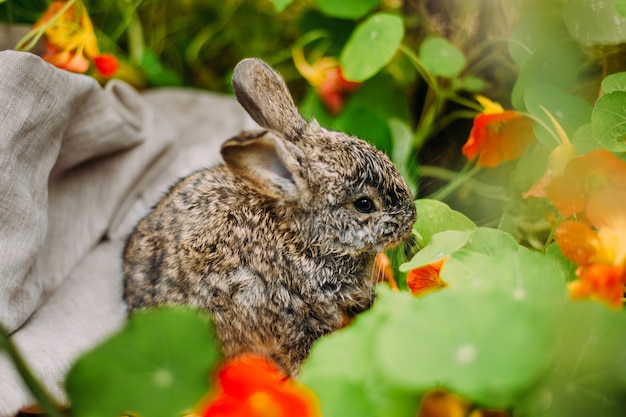 Piccolo coniglio su erba verde nel giorno di estate. Piccolo coniglio nano che si siede vicino ai fiori.