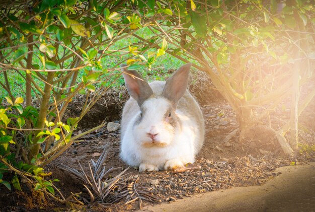 Piccolo coniglio su erba verde.