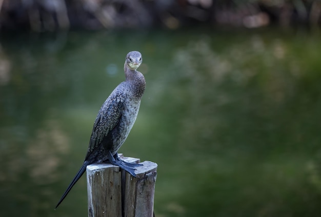 Piccolo cormoranoMicrocarbo niger in piedi su un ceppo di albero in piscina