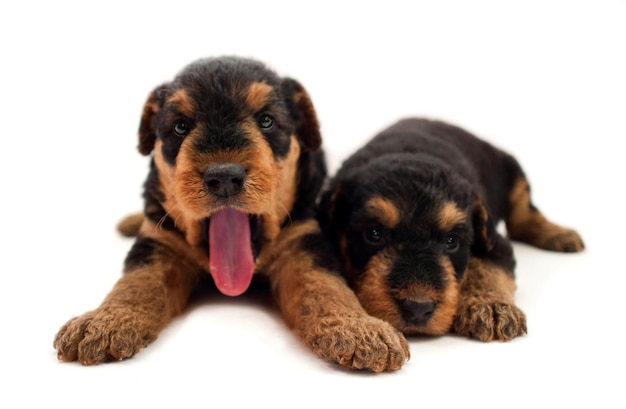 Piccolo cucciolo airedale terrier che mostra la lingua