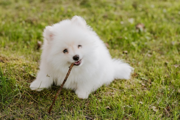 Piccolo cucciolo bianco all'aperto nel parco. Avvicinamento. Cucciolo di cane Pomsky. Adorabile cagnolino mini husky