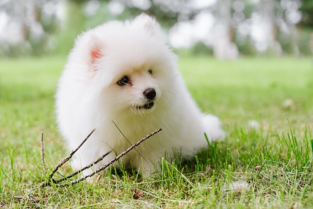 Piccolo cucciolo bianco all'aperto nel parco. Avvicinamento. Cucciolo di cane Pomsky. Adorabile cagnolino mini husky