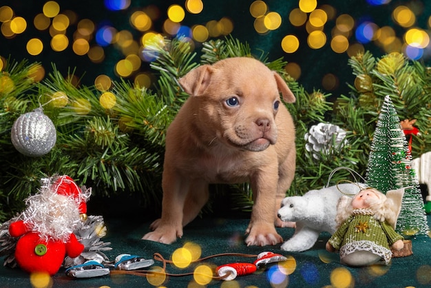 Piccolo cucciolo carino che guarda un albero di Natale decorato con giocattoli fiocchi di neve coni e angeli con un bellissimo bokeh Natale e Capodanno per animali domestici Aspettando un miracolo