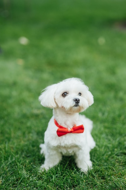 Piccolo cucciolo carino di cane maltese seduto nell'erba Pelliccia soffice bianca