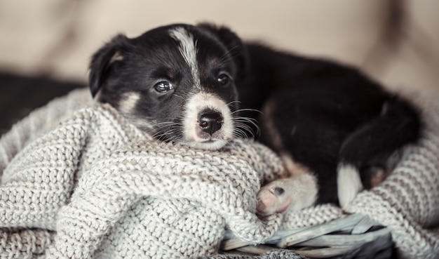 Piccolo cucciolo carino sdraiato con un maglione.