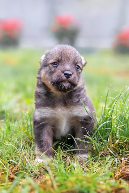 Piccolo cucciolo carino seduto in giardino nell'erba