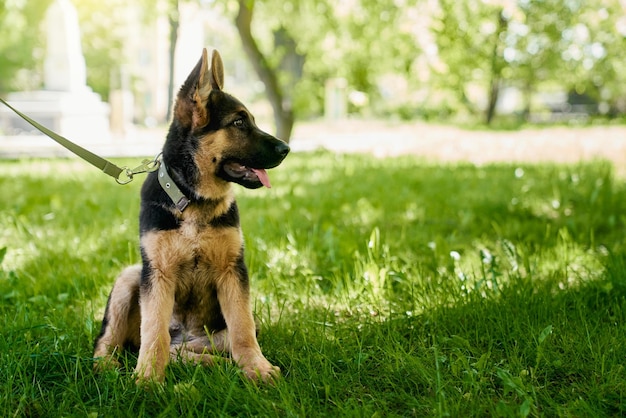 Piccolo cucciolo che si rilassa sull'erba verde dopo la passeggiata