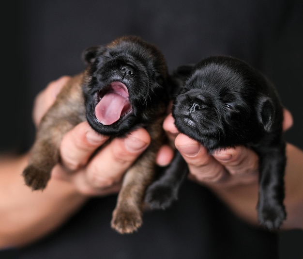 Piccolo cucciolo cieco dorme nelle mani dell'uomo