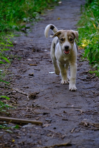 Piccolo cucciolo corre lungo il sentiero tra l'erba verde con la coda sollevata