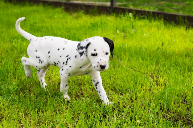 piccolo cucciolo dalmata di due mesi che cammina all'aperto nel giardino estivo, simpatico cucciolo dalmata