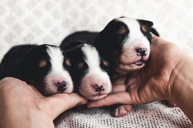 Piccolo cucciolo di bovaro bernese a letto. Animali carini