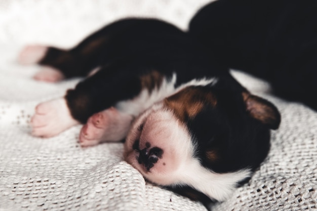 Piccolo cucciolo di bovaro bernese a letto