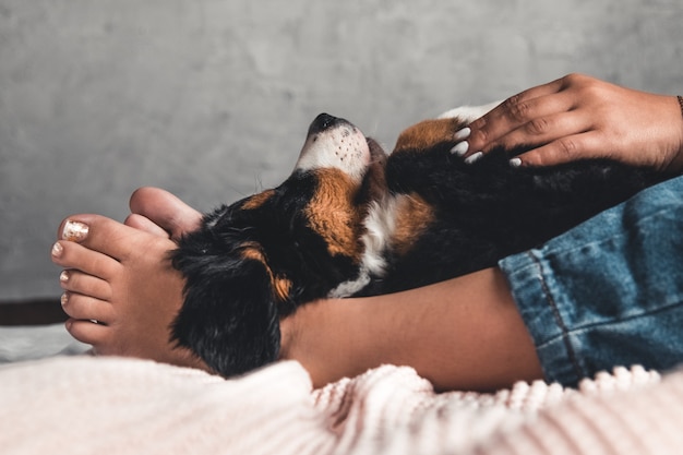 Piccolo cucciolo di Bovaro del Bernese sulle mani della ragazza alla moda con una bella manicure. animali, moda