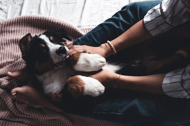 Piccolo cucciolo di Bovaro del Bernese sulle mani della ragazza alla moda con una bella manicure. animali, moda