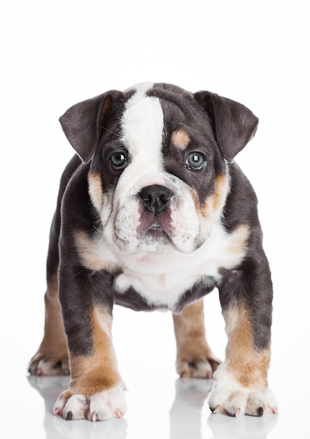 Piccolo cucciolo di bulldog inglese