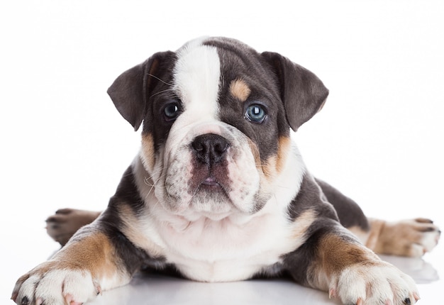 Piccolo cucciolo di bulldog inglese