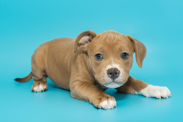 Piccolo cucciolo di bullo americano