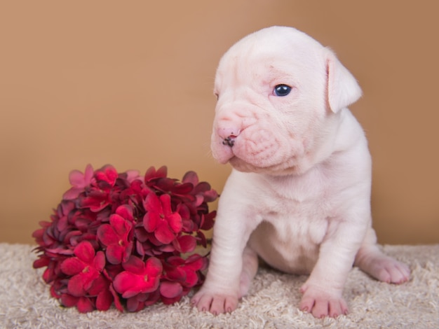 Piccolo cucciolo di cane Bulldog americano bianco e fiori