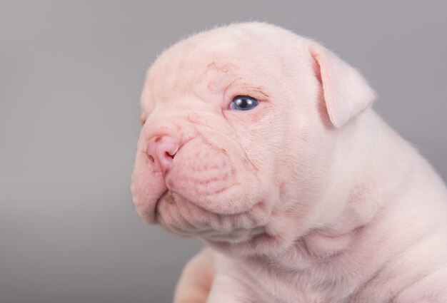 Piccolo cucciolo di cane Bulldog americano è seduto su grigio chiaro.