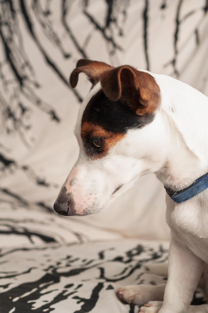 Piccolo cucciolo di cane, Jack Russell Terrier, vista di profilo