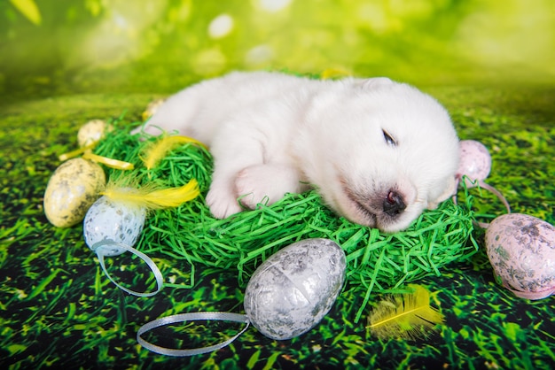 Piccolo cucciolo di cane Samoiedo bianco con uova di Pasqua su sfondo verde erba