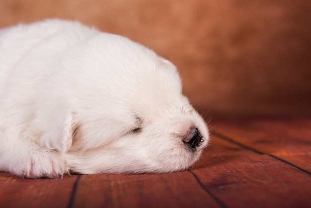 Piccolo cucciolo di cane Samoiedo bianco su sfondo marrone