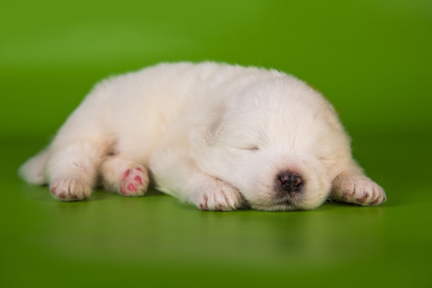 Piccolo cucciolo di cane samoiedo bianco su sfondo verde