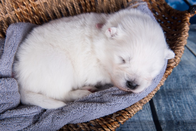 Piccolo cucciolo di cane Samoiedo lanuginoso bianco in un cesto davanti a sfondo blu