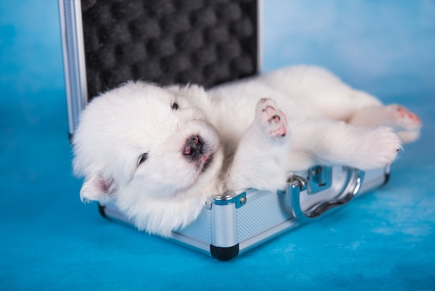 Piccolo cucciolo di cane samoiedo lanuginoso bianco in una piccola valigia su sfondo blu