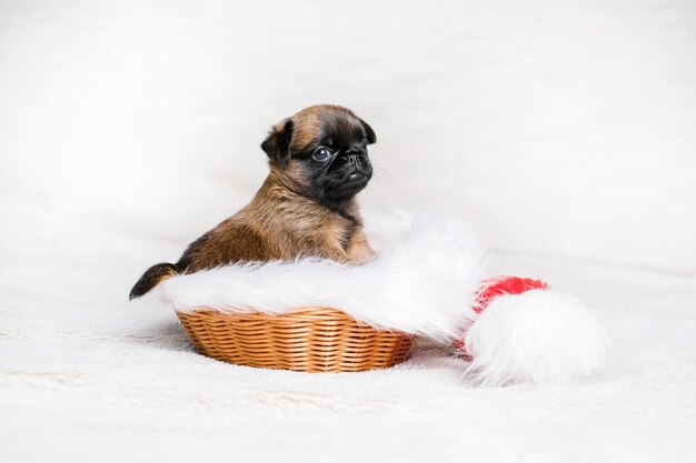 Piccolo cucciolo di cane seduto in cappello rosso su sfondo bianco. Faccia da cane carina e divertente.