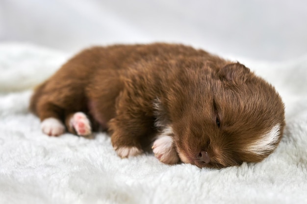 Piccolo cucciolo di Chihuahua che dorme su morbido tessuto bianco razza di cane bianco marrone assonnato carino su bianco