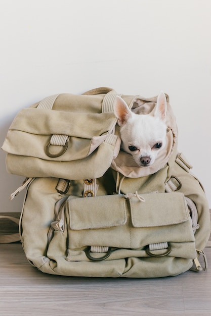 Piccolo cucciolo di chihuahua in zaino da viaggio