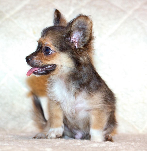 Piccolo cucciolo di chihuahua