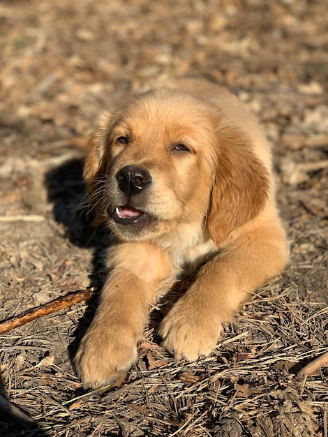 piccolo cucciolo di golden retriever rosicchia un bastone sdraiato al sole nella foresta Cane zenzero che mangia un bastone