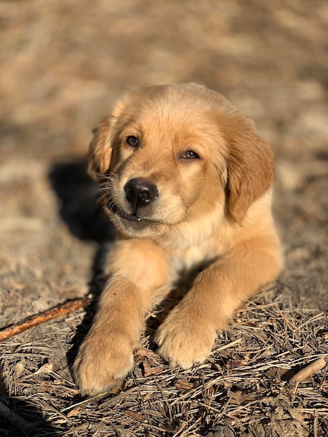 piccolo cucciolo di golden retriever rosicchia un bastone sdraiato al sole nella foresta Cane zenzero che mangia un bastone