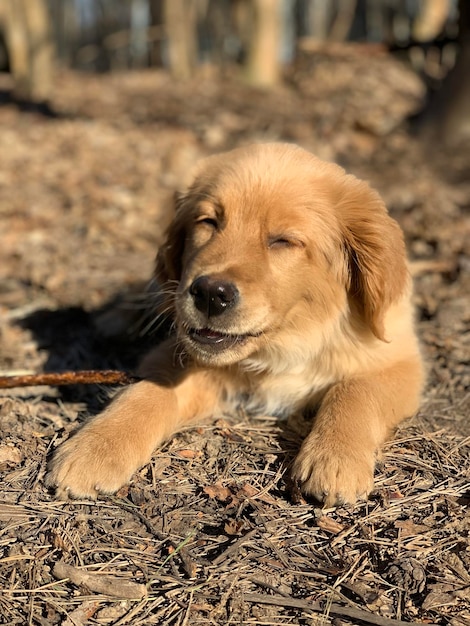 piccolo cucciolo di golden retriever rosicchia un bastone sdraiato al sole nella foresta Cane zenzero che mangia un bastone