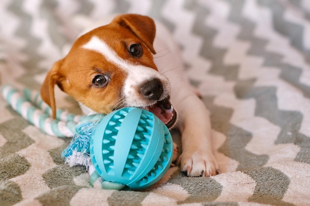 Piccolo cucciolo di Jack Russell Terrier che gioca con il giocattolo