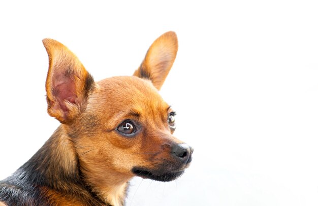 Piccolo cucciolo di pinscher di cane marrone