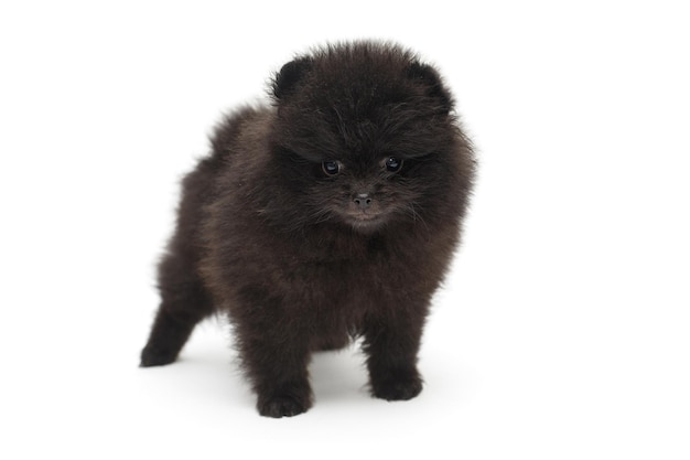 Piccolo cucciolo di Pomerania