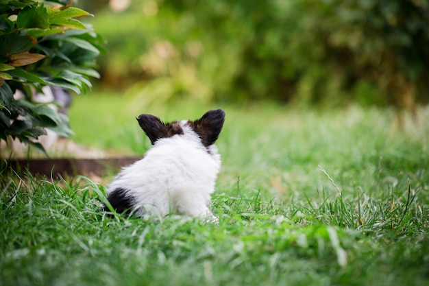 Piccolo cucciolo di razza papillon che gioca sull'erba in giardino