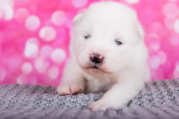 Piccolo cucciolo di Samoiedo soffice bianco su un involucro di maglia grigio