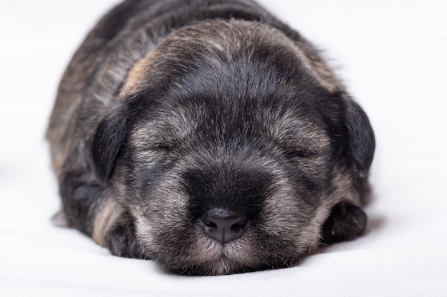 Piccolo cucciolo di schnauzer in miniatura addormentato su uno sfondo bianco primo piano Piccolo cucciolo addormentato cieco Prendersi cura degli animali domestici